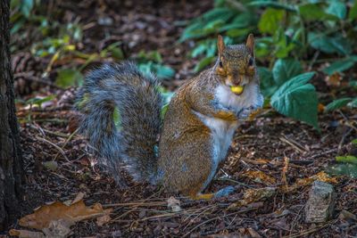 Squirrel sitting on field