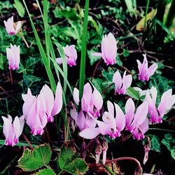 Close-up of pink flowers blooming outdoors