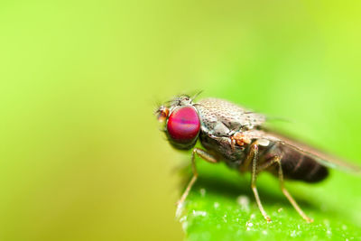 Close-up of fly on leaf against green background