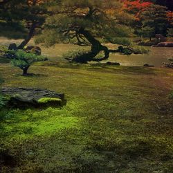 Trees on grassy field