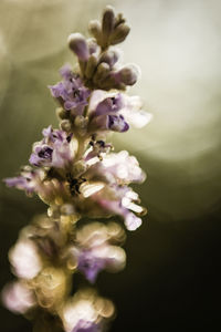 Close-up of purple flowers