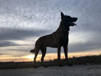 Silhouette dog standing on field against sky during sunset