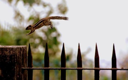 Bird perching on railing