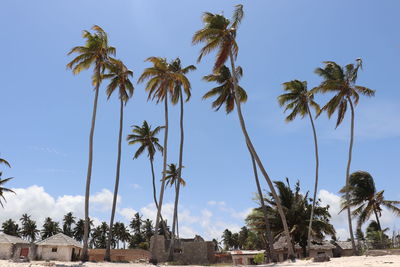 Palm trees against sky