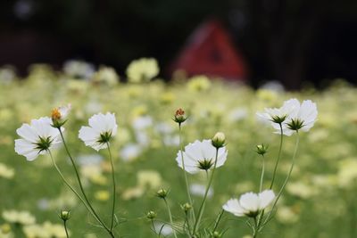 Close-up of flowers growing in field