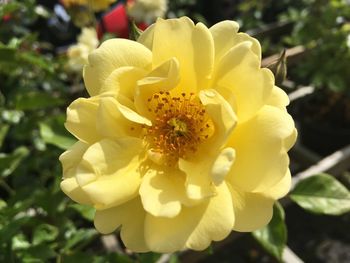 Close-up of yellow rose blooming outdoors