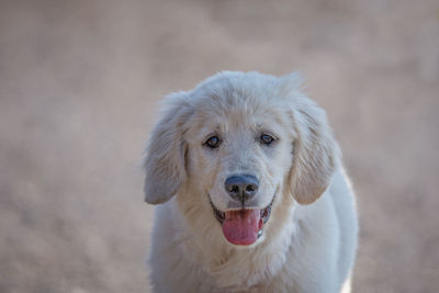 Young golden retriever breed dog with light fur stares into your eyes, image with a light background