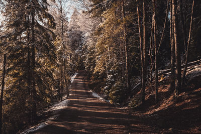 View of trees in forest