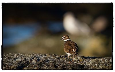 Side view of bird perching on rock