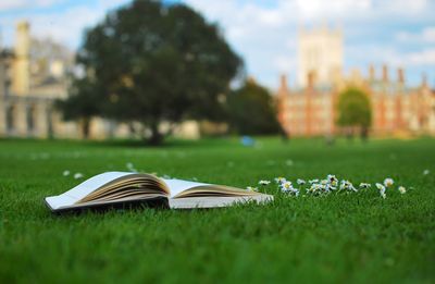 Plants growing on grassy field in park