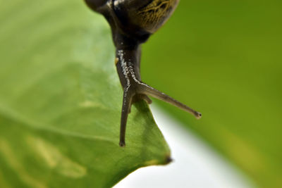 A closeup photograph of a snail on a plant.