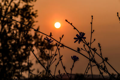 Close-up of silhouette plants against orange sky