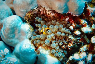 Close-up of coral in sea