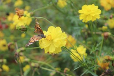 Close-up of butterfly pollinating on yellow flower