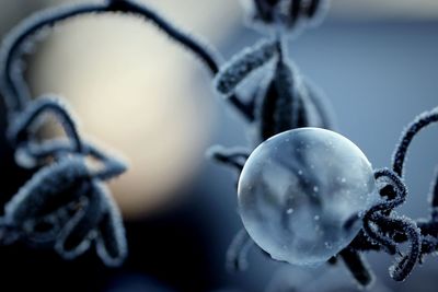 Close-up of wet fruit on water