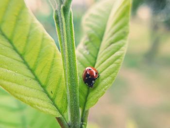 Close-up of ladybug on leaf