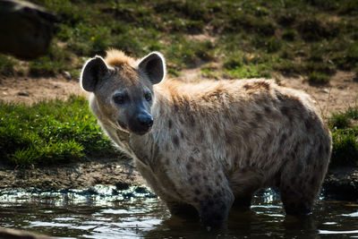 Hyena looking away in pond