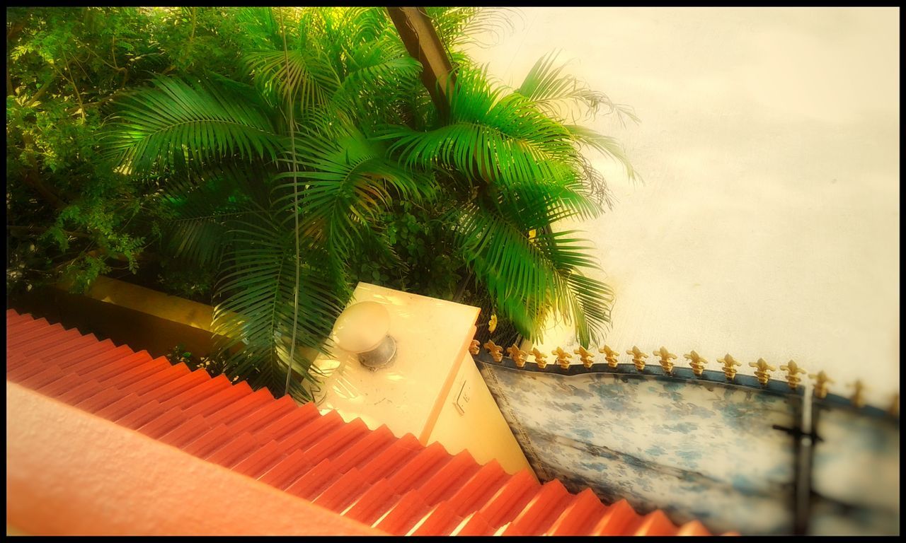 palm tree, no people, growth, outdoors, day, tree, close-up, nature, sky