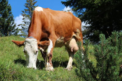 Cows in a field