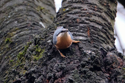 Close-up of bird perching on tree trunk