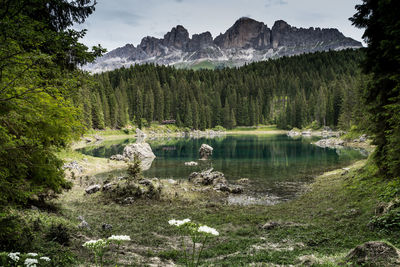 Scenic view of lake in forest