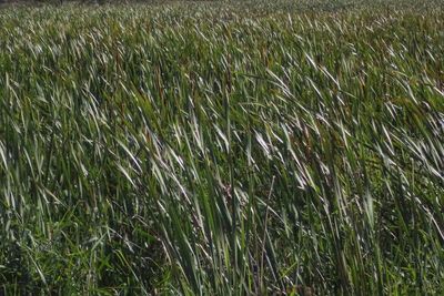 Full frame shot of crops growing on field
