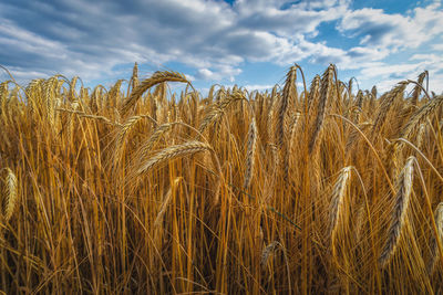 Cornfield in summer yust before harvest