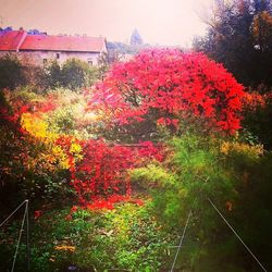 View of trees and plants during autumn