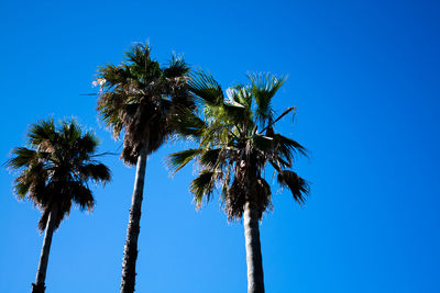 Three palms