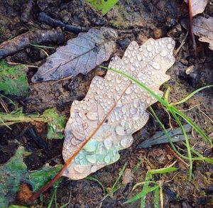 High angle view of dry leaf on water