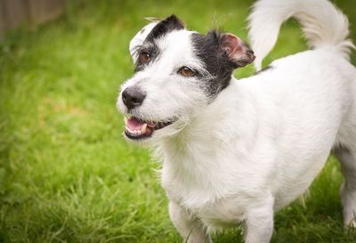 Close-up of dog on grassy field