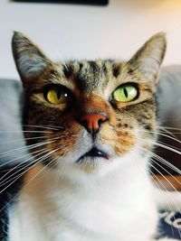 Close-up portrait of a cat