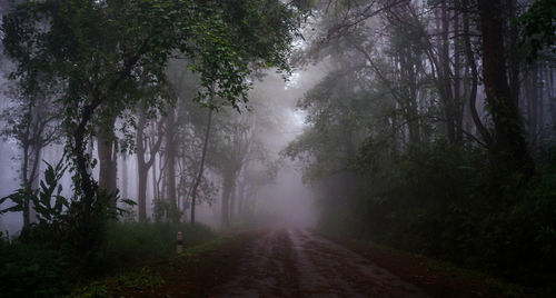 Road amidst trees in forest during foggy weather