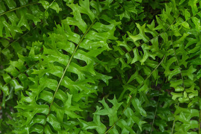 Full frame shot of raindrops on leaves