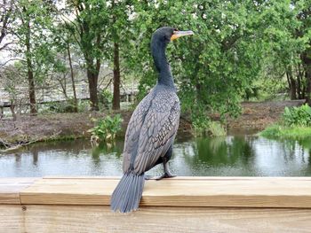 Gray heron perching on a lake