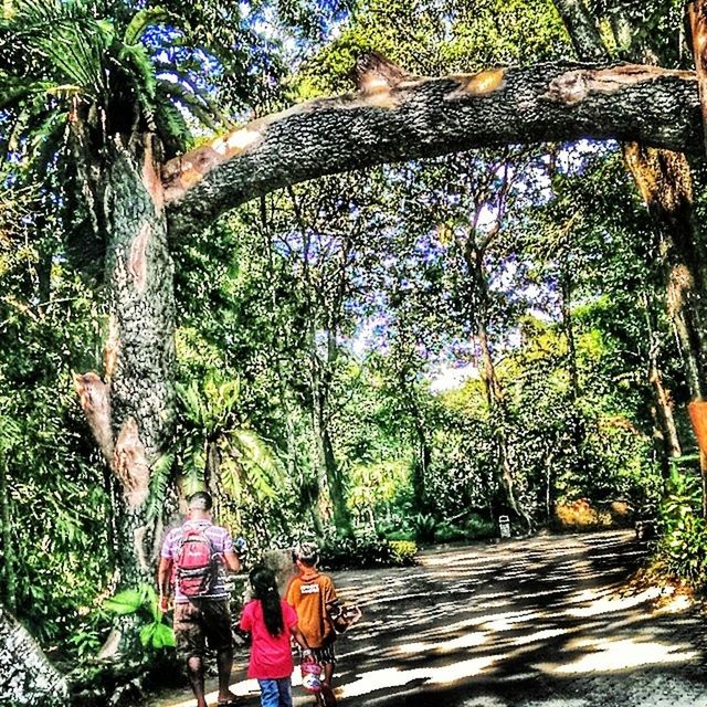 tree, lifestyles, full length, rear view, the way forward, walking, leisure activity, tree trunk, footpath, men, growth, person, casual clothing, green color, plant, standing, branch, forest