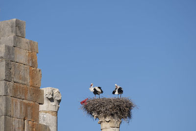 Low angle view of storks perching on nest against sky