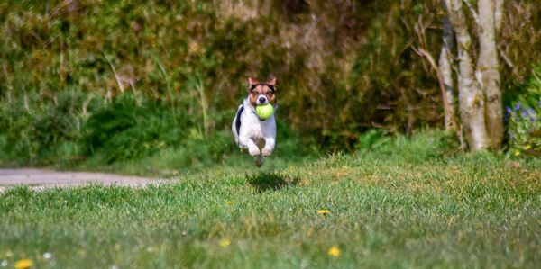 Portrait of dog running on field