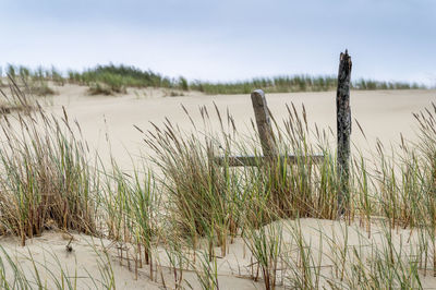 Wooden posts on beach against sky