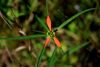 Close-up of insect on red flower