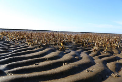 Scenic view of beach against clear sky