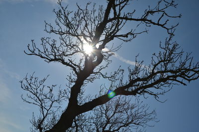 Low angle view of bare trees against sky