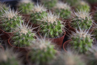 High angle view of cactus plants