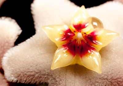 Close-up of frangipani on hibiscus