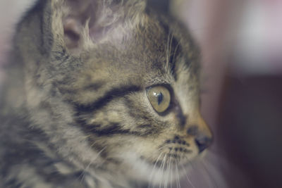 Close-up of a cat looking away