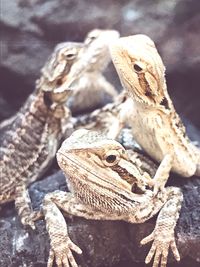 Close-up of a lizard