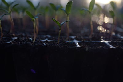 Close-up of plants growing on field