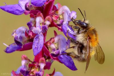 Close-up of bee pollinating on purple flower