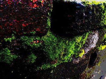 High angle view of moss growing on rock