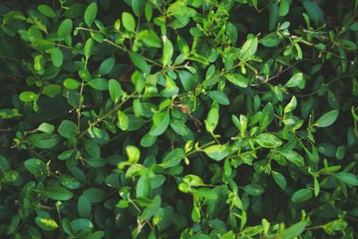 Full frame shot of plants growing on field